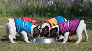 Top 5 Best foods for French bulldogs
