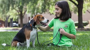 A Girl training the beagle dog