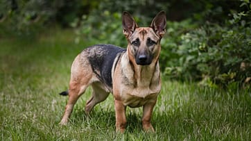 German Shepherd Mixed with Weenie Dog