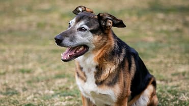 Discovering Other Interesting German Shepherds' Crossover