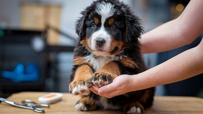 Paw Care of Bernese mountain dog puppies