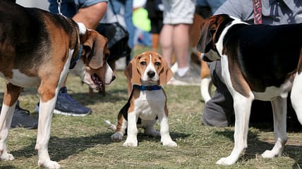 A group of beagle dogs