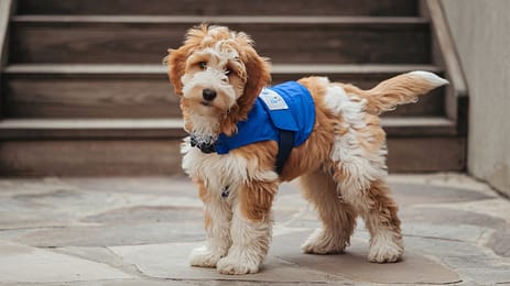 A photo of a golden doodle