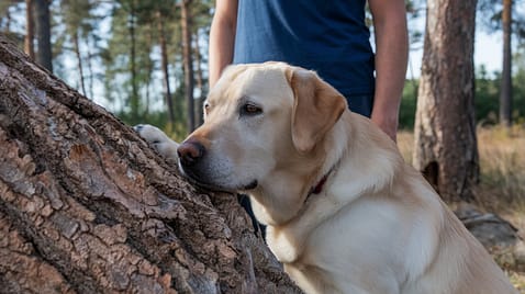Family companion English labrador retriever