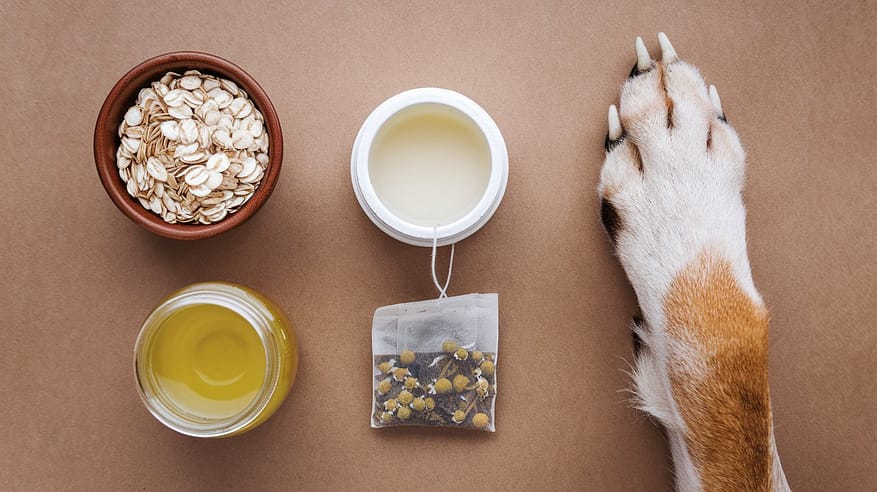 Cattle Dog itchy skin remedies